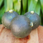 Organic Gem Squash 1KG Heirloom Foods