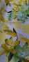 Sph Poka Print Super Soft
