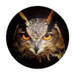 Owl Glare Round Tablecloth