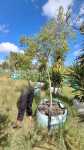 Heteropyxis Natalensis Lavender Tree 250LT