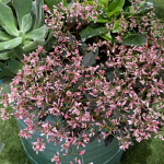 Euphorbia ‘tickled Pink’ 25CM Hanging Basket