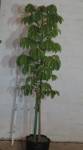 Trichilia Emetica 20LT