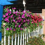 Vibrant Artificial Morning Glory Flowers - Uv Resistant No-fade Plastic Petunia Bundle For Home & Garden Decor Perfect For Offic