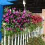Vibrant Artificial Morning Glory Flowers - UV Resistant No-Fade Plastic Petunia Bundle For Home & Garden Decor Perfect For Office Centerpieces & Outdoor Spaces