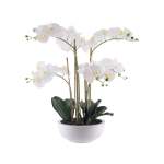 Orchid In White Ceramic Pot