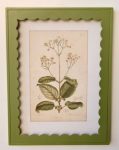 Botanical Green Scalloped Frame Picture 3X40X30CM