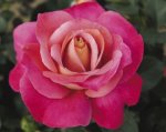 Surina Hybrid Tea Rose 5LT