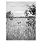 Kudu Art Print - A2