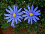 Felicia Echinata Blue 4LT