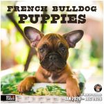 Red Ember French Bulldog Puppies 2026 Wall Calendar 12 Month 12" X 24" Open Thick & Sturdy Paper Giftable Cute Frenchie Puppy Do