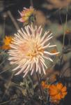 Dahlia Cactus – “preference” Bulbs