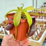Tropical Pitcher Nepenthes 'bongso' - Small Plant In 9CM Plastic Pot