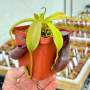 Tropical Pitcher Nepenthes 'bongso' - Small Plant In 9CM Plastic Pot