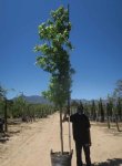 Liquidambar Styraciflua 100LT