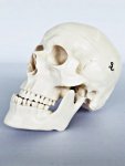 Life Size Skull IT006