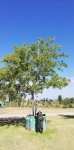 Celtis Sinensis 2000LT Tree