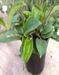 Hoya Carnosa Green 14CM Pot