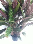 Calathea Rufibarba - 14CM Nursery Pot