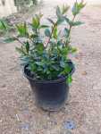 Abelia Grandiflora 17CM Pot