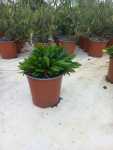 Click & Plant Online Nursery