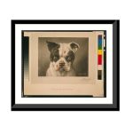 I'm A Bad Dog What Kind Of A Dog Are You?.c. M. Coolidge. Antique Wall