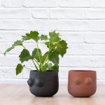 Lacy Leaf Philodendron - 12CM In 13CM Boob Planter - Black Clay