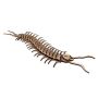 - 3D Wooden Model Insects Centipede