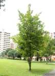 Citharexylum Quadrangulare Fiddlewood Tree 20LT