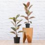 Rubber Tree - Tineke - 15CM Nursery Pot