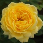 Rose Sunny Ayeye 5LT