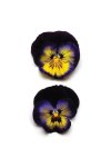 Pansy Matrix Midnight Glow Seed - 500 Raw Seed