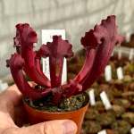 Trumpet Pitcher Sarracenia 'acqerello.' Special Import. - Medium To Large Plant. 12CM Plastic Container.