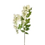 White Wisteria Stem