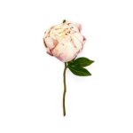 - Closed Peony - Light Pink Pack Of 6 Stems - 30CM