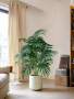 70/80CM Large Artificial Palm Tree Faux Turtle Back Bamboo Plastic Leaves Green Indoor Fake Plant Suitable For Home Kitchen Party Wedding Diy Holiday Decor