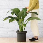 Peace Lily - Sensation - Large - 30CM Nursery Pot