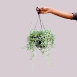 String Of Fishhooks - 20CM Hanging Pot