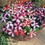 Petunia Ultra Star Mix Seed - 50 Pelleted Seed