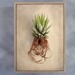Succulent Study 1 Art Print - A2 Framed Canvas With Natural Wood Frame