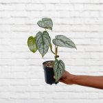 Philodendron - Brandtianum - 12CM Nursery Pot