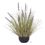 Purple Lavender And Young Grass