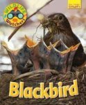 Wildlife Watchers: Blackbird 2017 Paperback