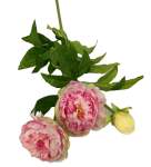 Peony Dark Pink 14CM