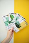 Care Cards - Alocasia Polly