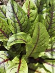 Sorrel Bloody Seed - 10 G Raw Seed