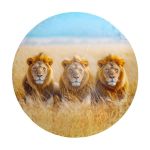 Lions Mane Round Tablecloth
