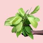Philodendron - Malay Gold - In 12CM Nursery Pot