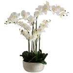 Potted 5 Stem Butterfly Orchid With Flat Pot