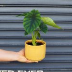 Elephants Ear - Green Shield - In 13CM Migo Mustard Planter