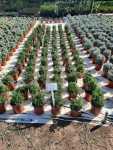 Helichrysum Teretifolium 17CM Pot